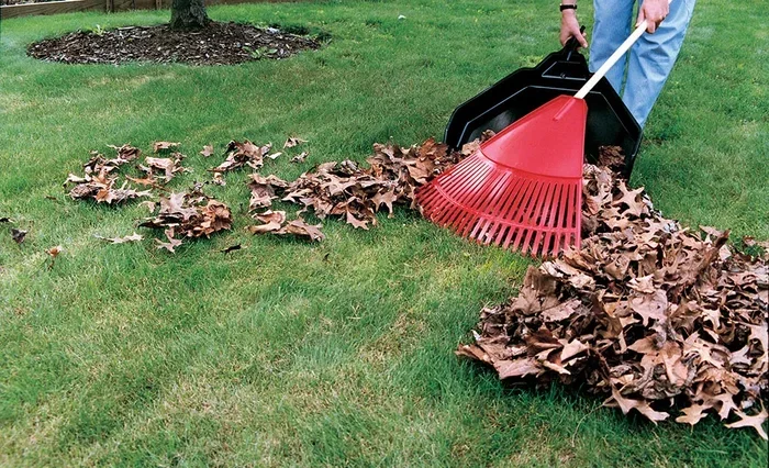 How to Clean My Lawn Properly Easy Tips for a Great Yard
