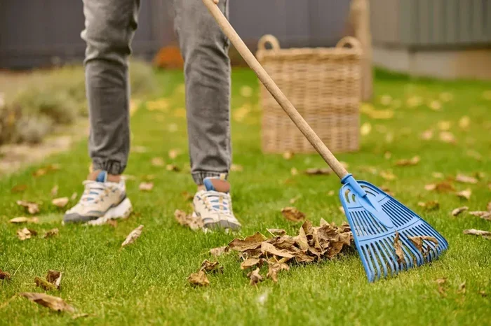 How to Clean My Lawn Properly Easy Tips for a Great Yard