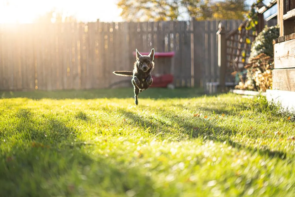 Best lawn watering schedule for summer