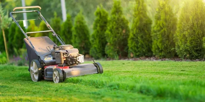 The Ultimate Guide to Clean My Lawn Properly for Healthy Growth