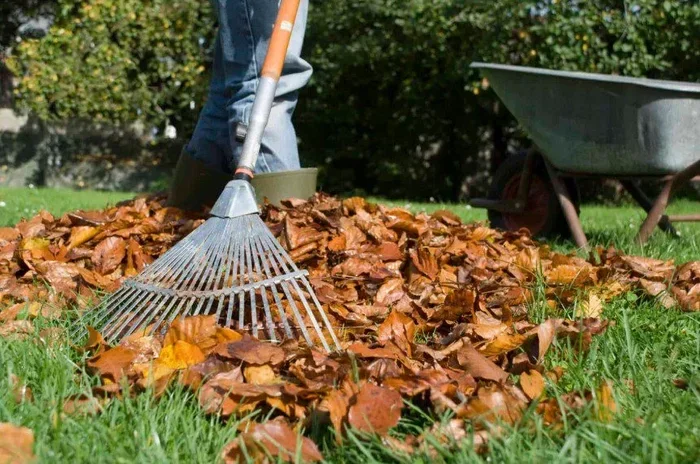 How to Clean My Lawn Easily for a Beautiful Healthy Yard