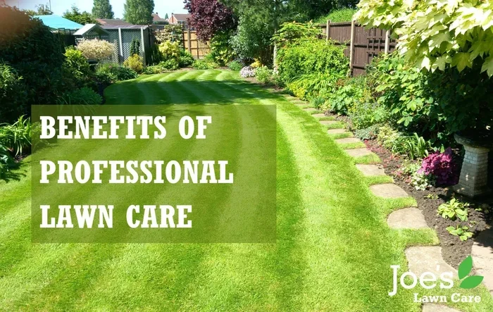 How to Clean My Lawn Properly Like a Pro This Year